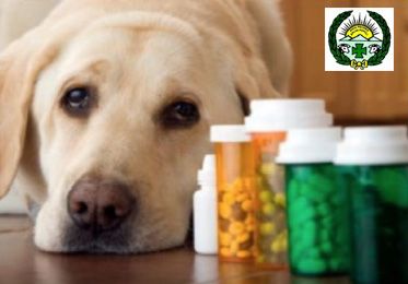 Curso sobre el Medicamento Veterinario: Prescripción, Uso, Farmacovigilancia y Responsabilidad